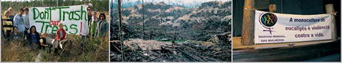 В провинциях Риау и Джамби, где расположены два завода APP, в 2005 году компания вырубила около 110 000 гектаров тропических лесов